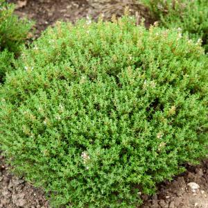 Thym de Provence - BIO